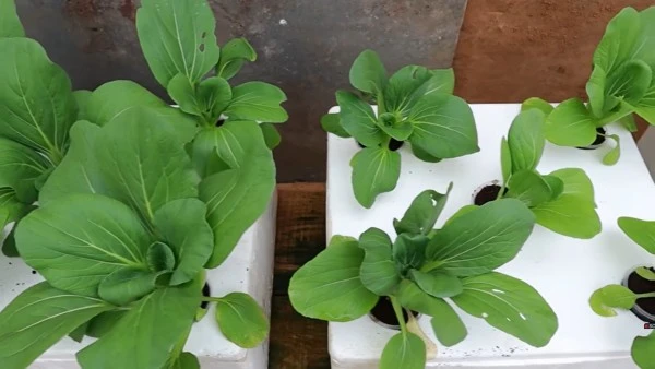 From Seed to Table: A Beginner’s Guide to Growing a Hydroponic Kitchen Garden